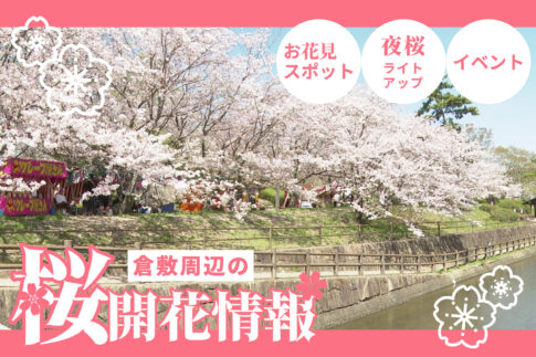 倉敷桜開花情報