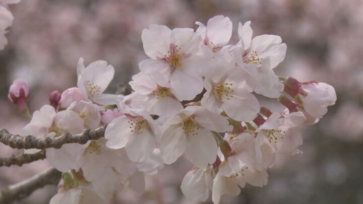 みやま公園の桜